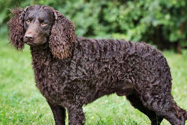 cane con il mantello riccio