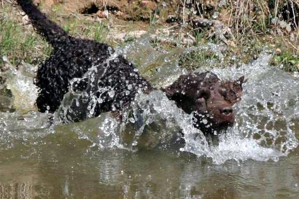 cane che sa nuotare bene