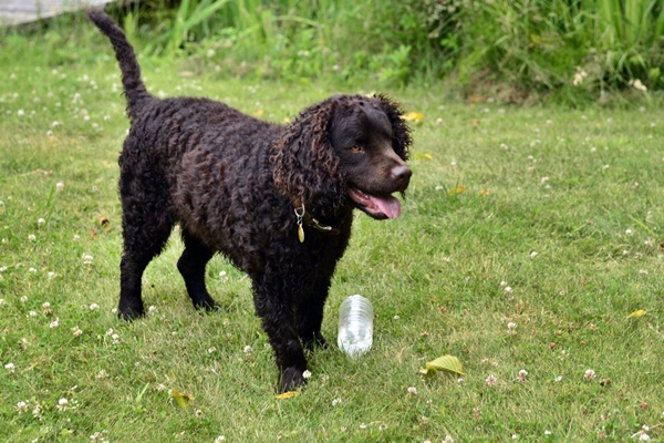 giocare con il cucciolo in giardino