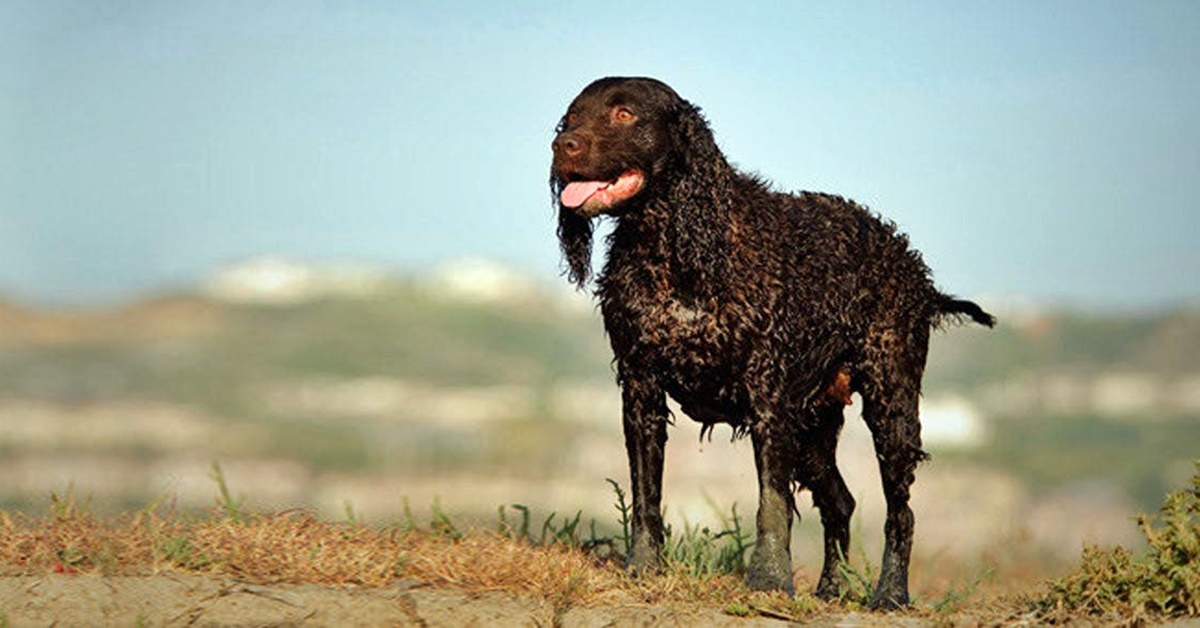 American Water Spaniel, salute: tutte le cure e le attenzioni per farlo stare bene