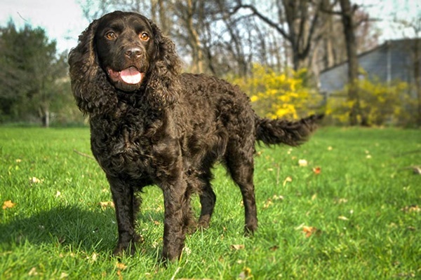 cane da caccia a pelo riccio