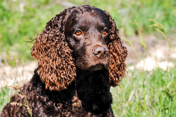 cane con gli occhi marroni