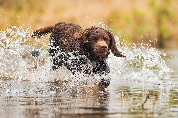 american water spaniel abile cacciatore