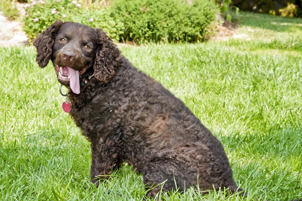 cane con l'espressione felice