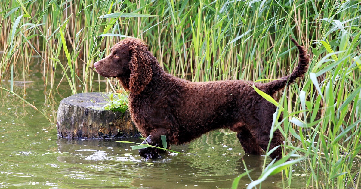 American Water Spaniel, storia e origini: cosa sapere su questa razza