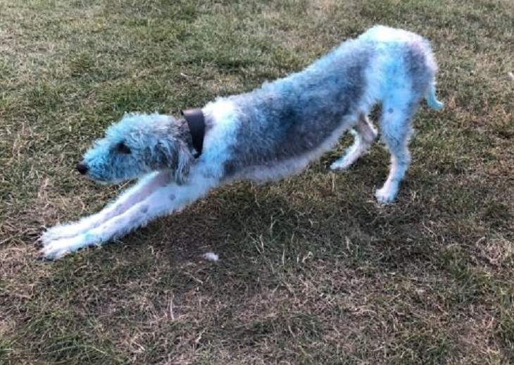 bessie cagnolina tela blu