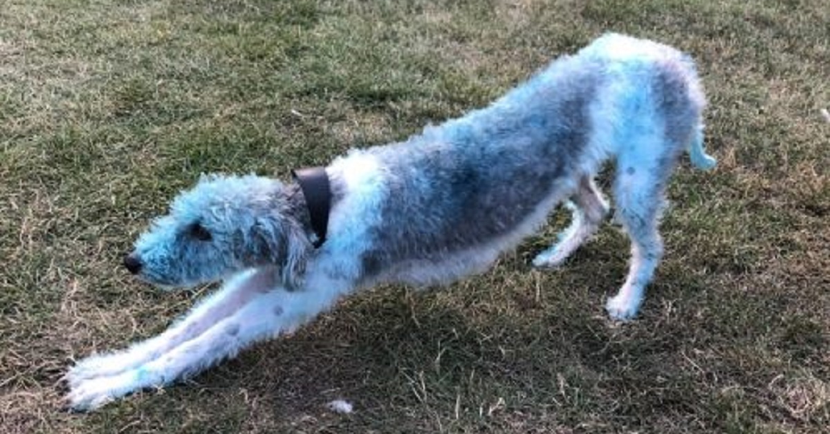Bessie, la cagnolina che ha deciso di dipingersi di blu (FOTO)