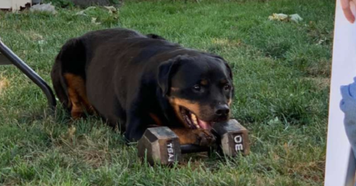 Bonzo, il cane che adora giocare con pesanti manubri (VIDEO)