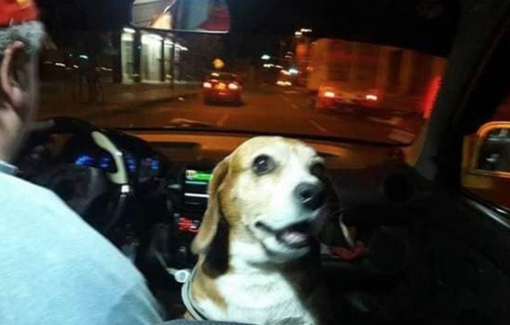 princesa cane auto taxi 