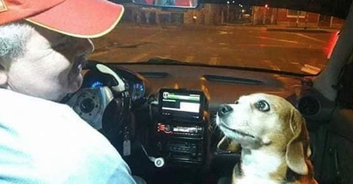 Cagnolina accompagna il suo proprietario tassista ad ogni corsa (FOTO)