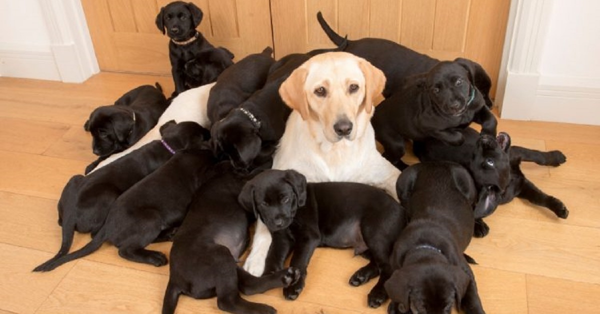 Cagnolina Labrador da alla luce 13 cuccioli un po’ speciali (VIDEO)