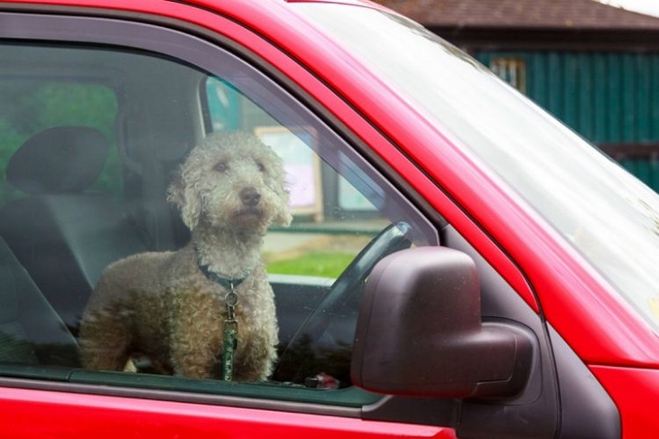 boomer cane rischio auto