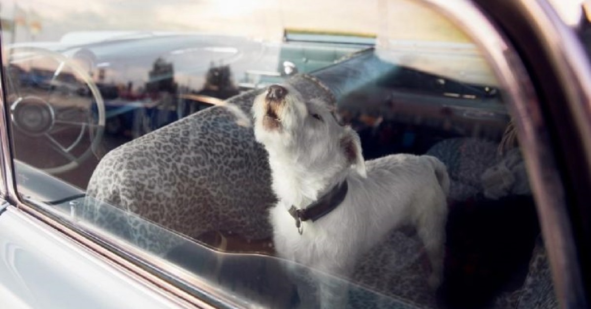 Cagnolino abbaia per uscire dall’auto rovente (VIDEO)