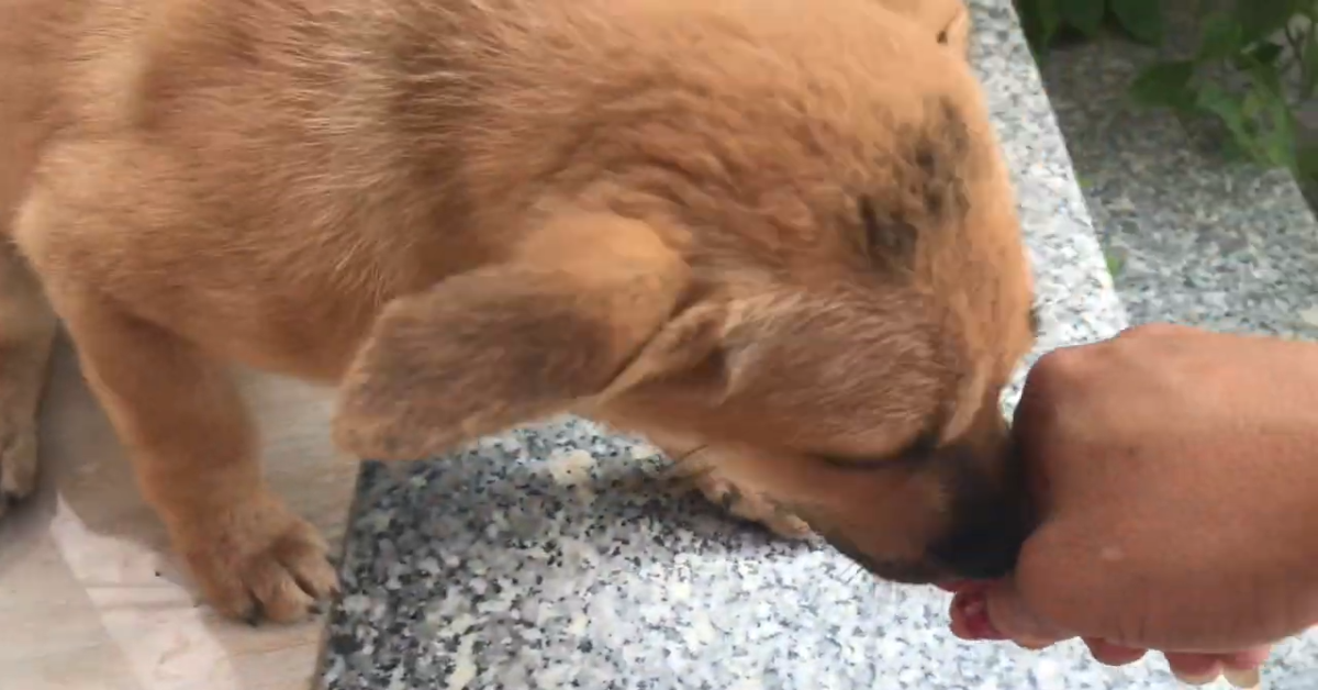 Cane e abbandonato e legato viene salvato e ora sta bene (VIDEO)