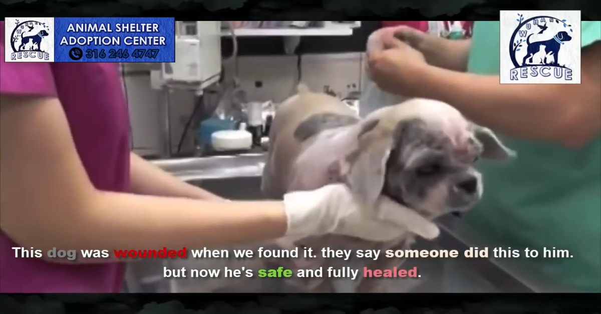 Cane abbandonato in spiaggia viene salvato e ora sta bene (VIDEO)
