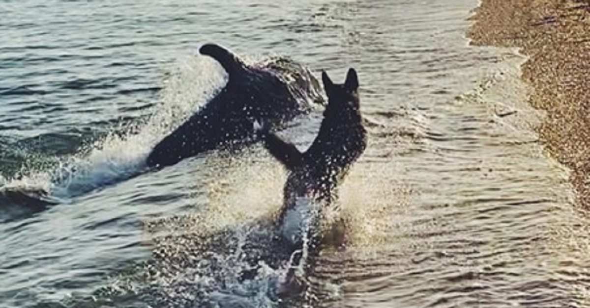 Cane arriva in spiaggia ed incontra un simpatico delfino (VIDEO)
