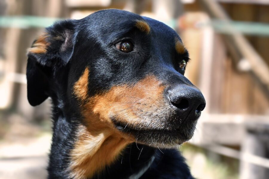 cane nero focato