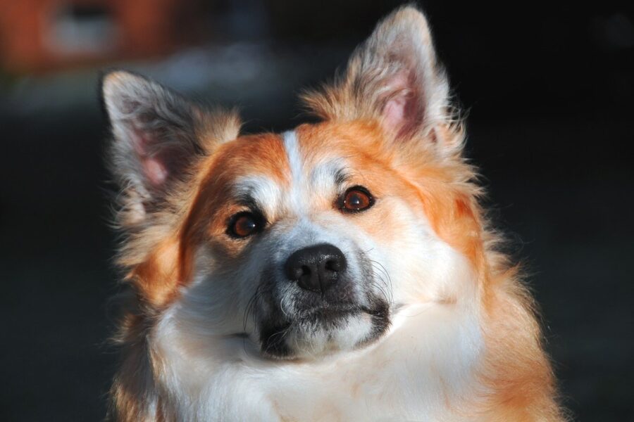 cane che guarda all'insù