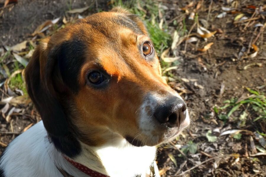 sguardo del cane