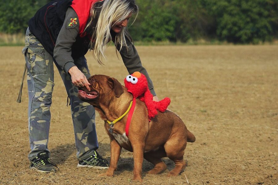 addestrare un cane