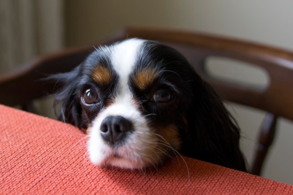 cane appoggiato al tavolo