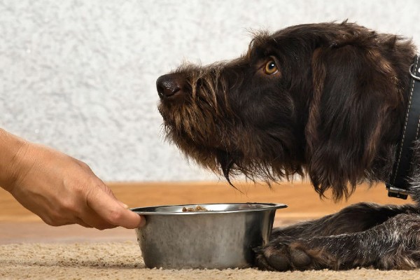 cane che aspetta la ciotola