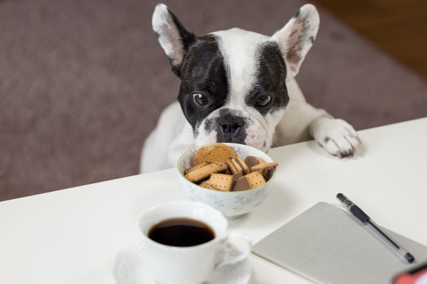 cane aspetta il cibo