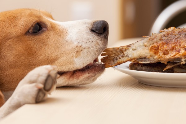 cane che ruba il cibo