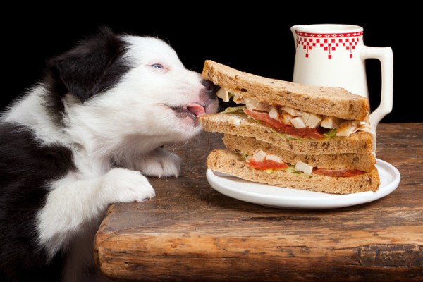 cucciolo ruba un panino