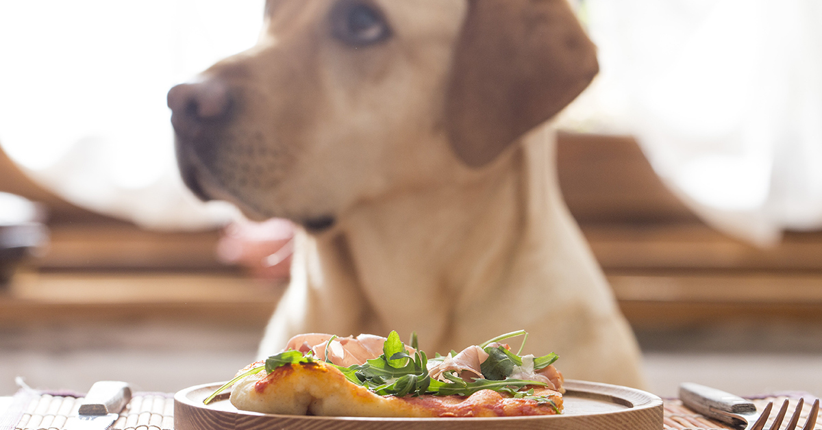 Il cane vuole sedersi a tavola? Ecco come insegnargli a non farlo