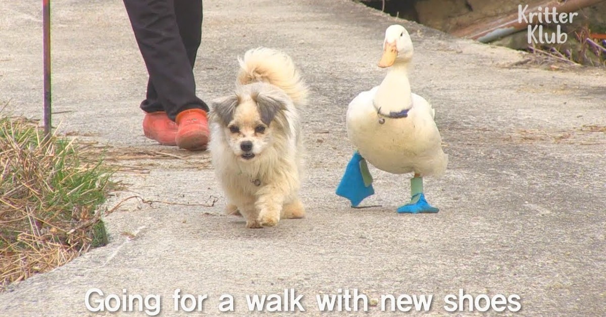 Cane e anatra sono amici e inseparabili (VIDEO)