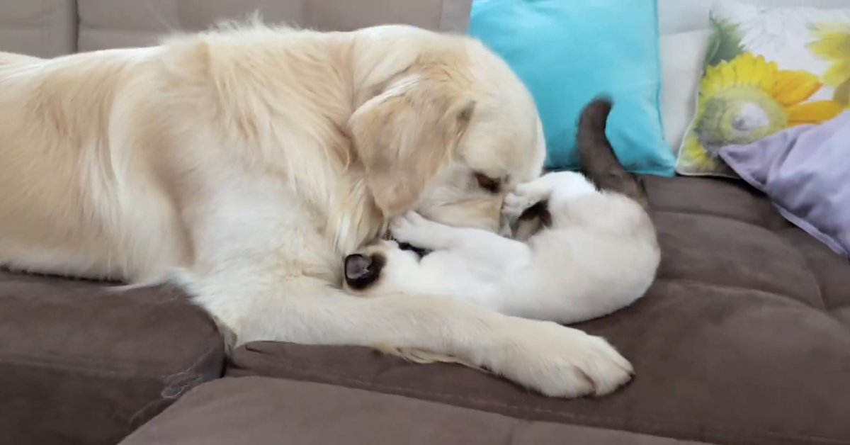 Cane e gatto giocano insieme e si divertono moltissimo (VIDEO)