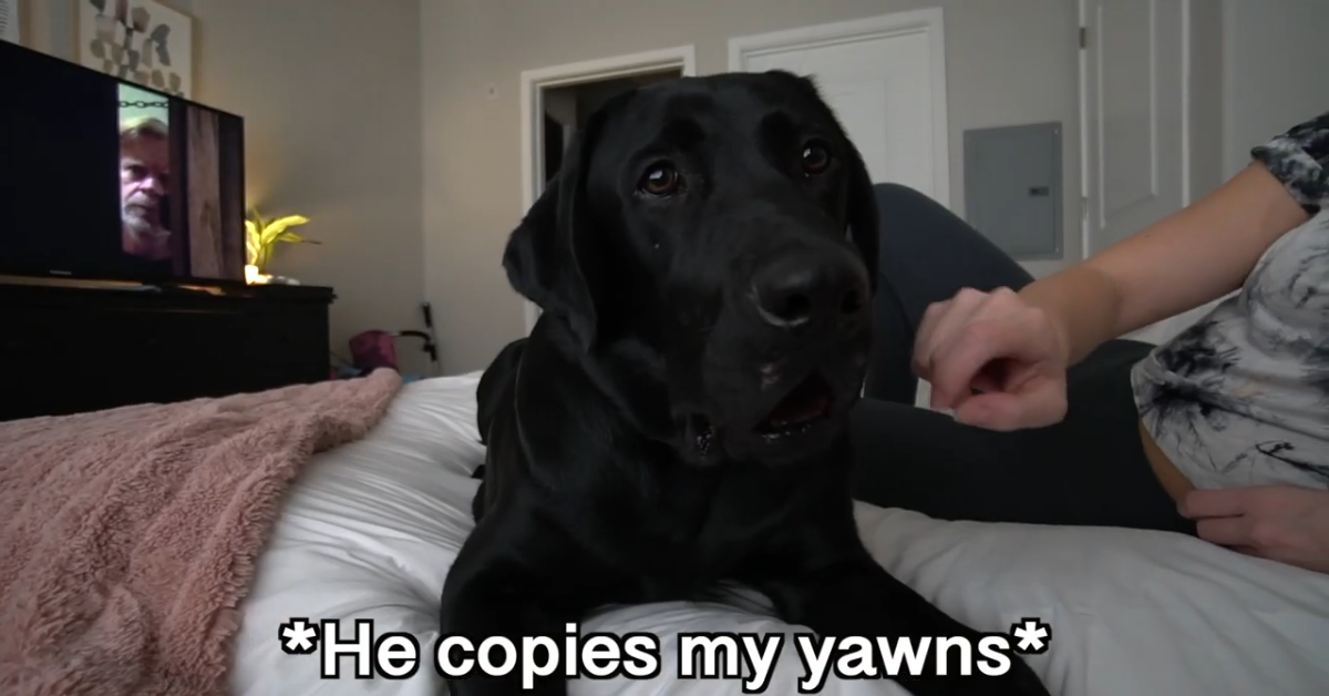 Ecco un cane e la sua routine giornaliera(VIDEO)