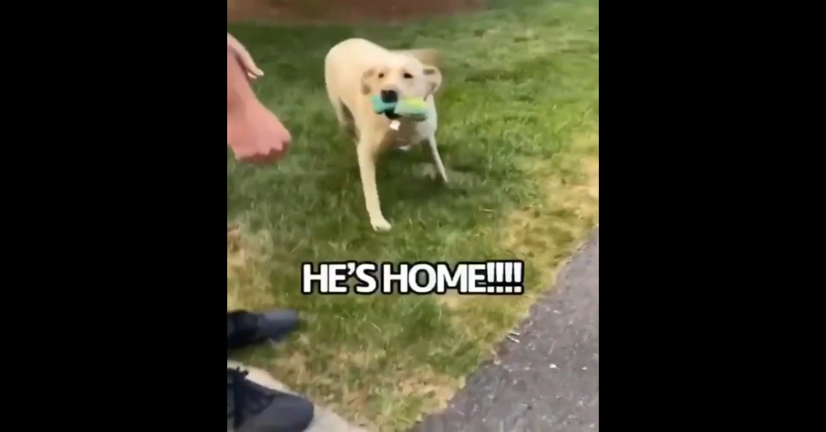 Cane felice di rivedere il padrone che è tornato a casa (VIDEO)