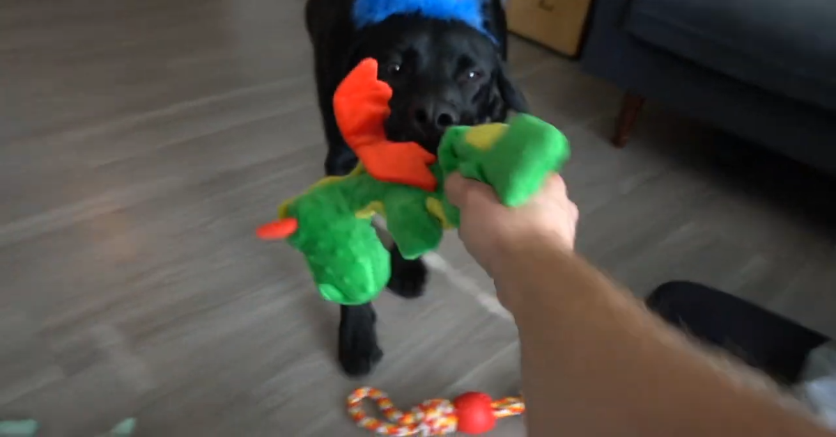 Cane festeggia il suo primo compleanno ed è molto felice(VIDEO)