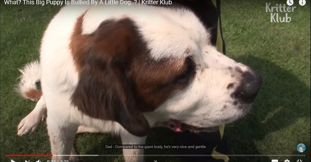 Cane gigante è vittima di bullismo da parte di un cane piccolo(VIDEO)