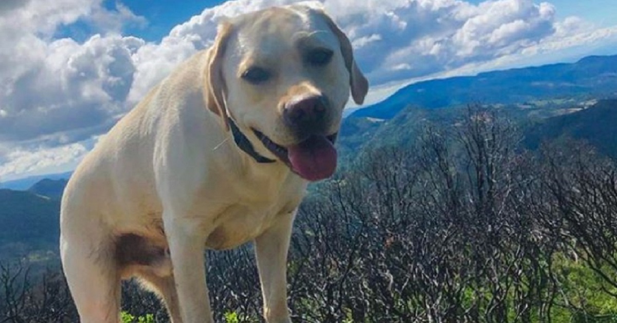 Cane guida sceglie fra gli scaffali il suo pupazzo preferito (VIDEO)