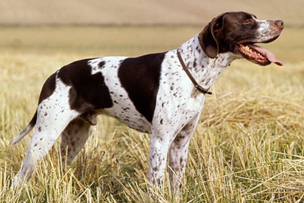 cane da caccia di origine inglese