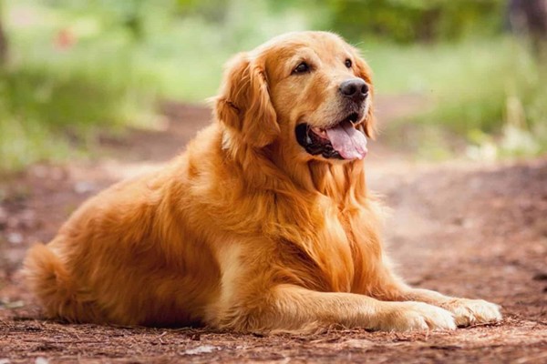 golden retriever