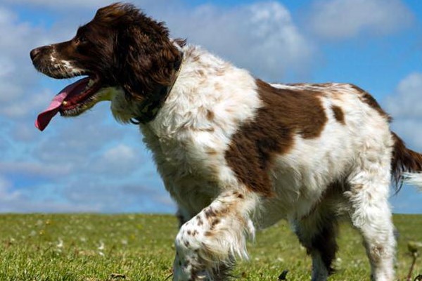 esemplare di springer spaniel inglese