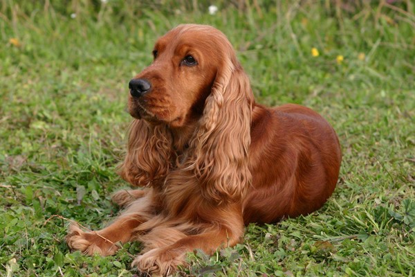 cane con il mantello rosso