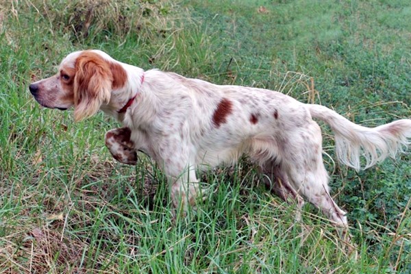 cane che punta la sua preda