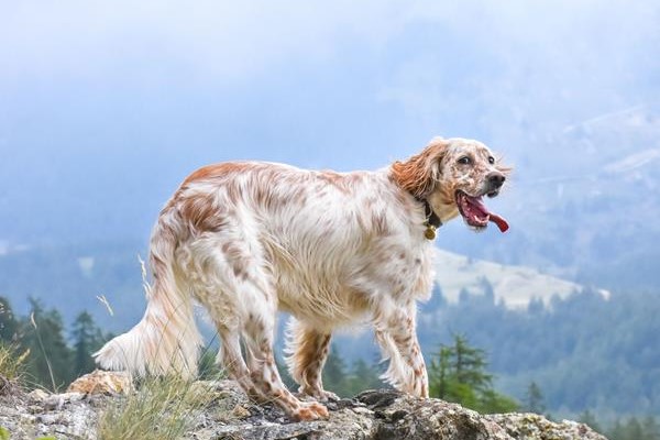 cane con la lingua di fuori