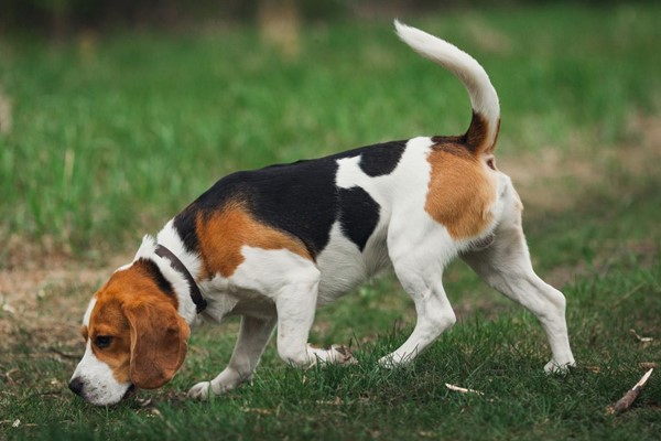 beagle che segue le tracce della preda