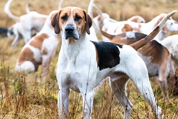 english foxhound