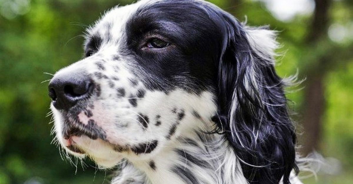 Cane inglese da caccia: come scegliere la razza migliore e più adatta