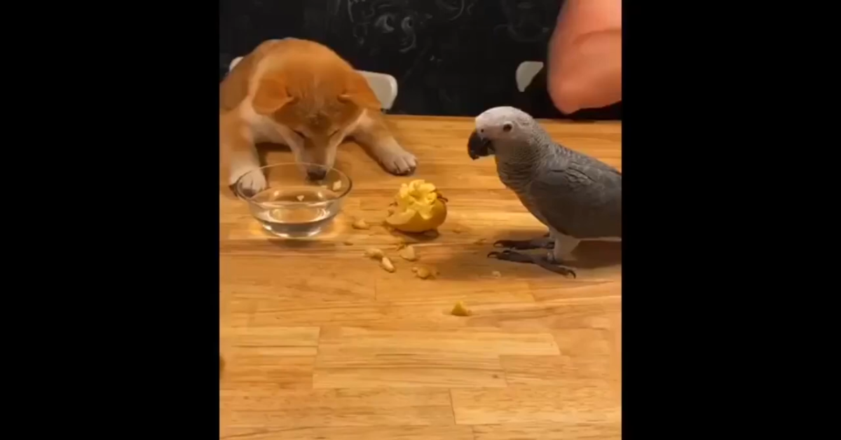 Un cane mangia una mela con il suo amico pappagallo (VIDEO)