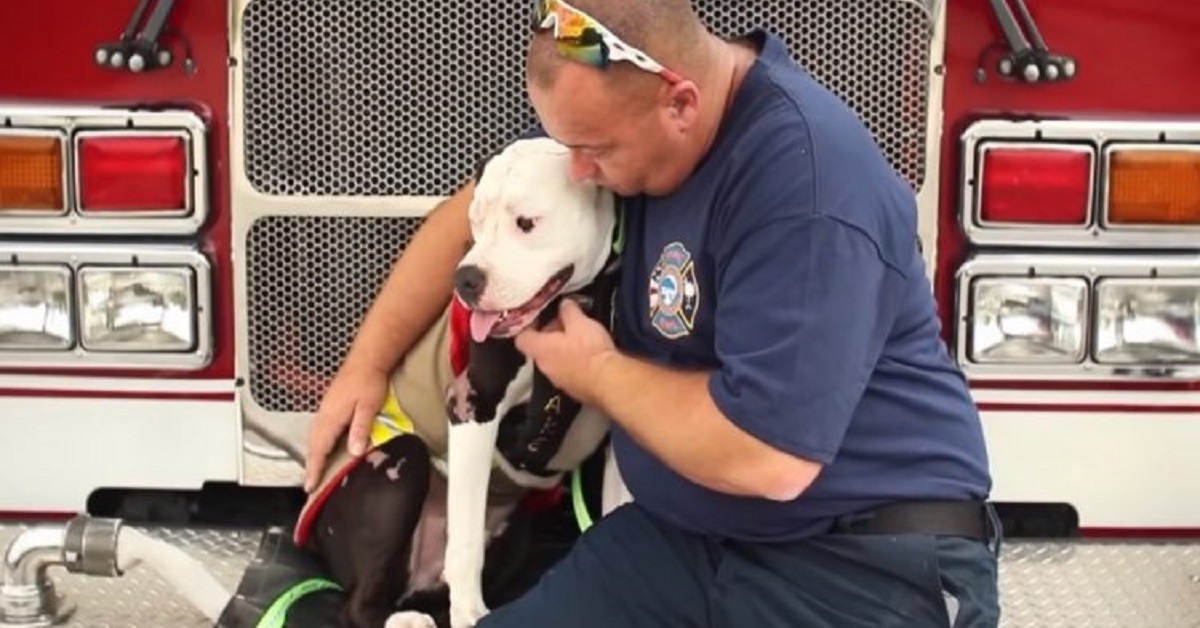 Cane pitbull salvato entra a far parte dei vigili del fuoco (VIDEO)