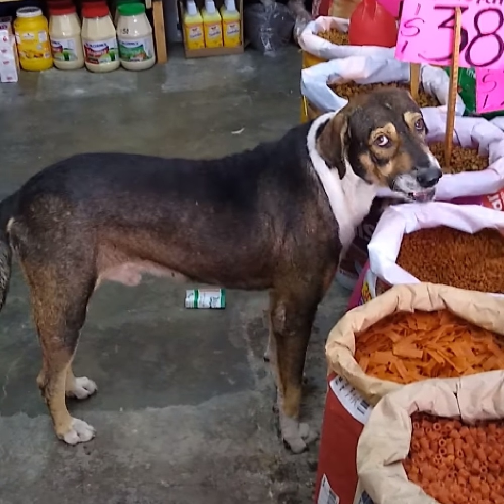 cane randagio video popolare cibo 