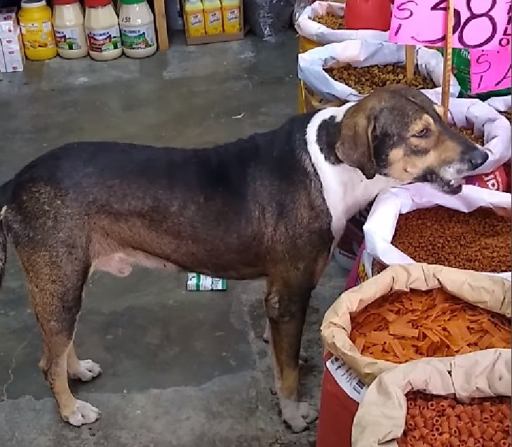 cane randagio estremamente affamato